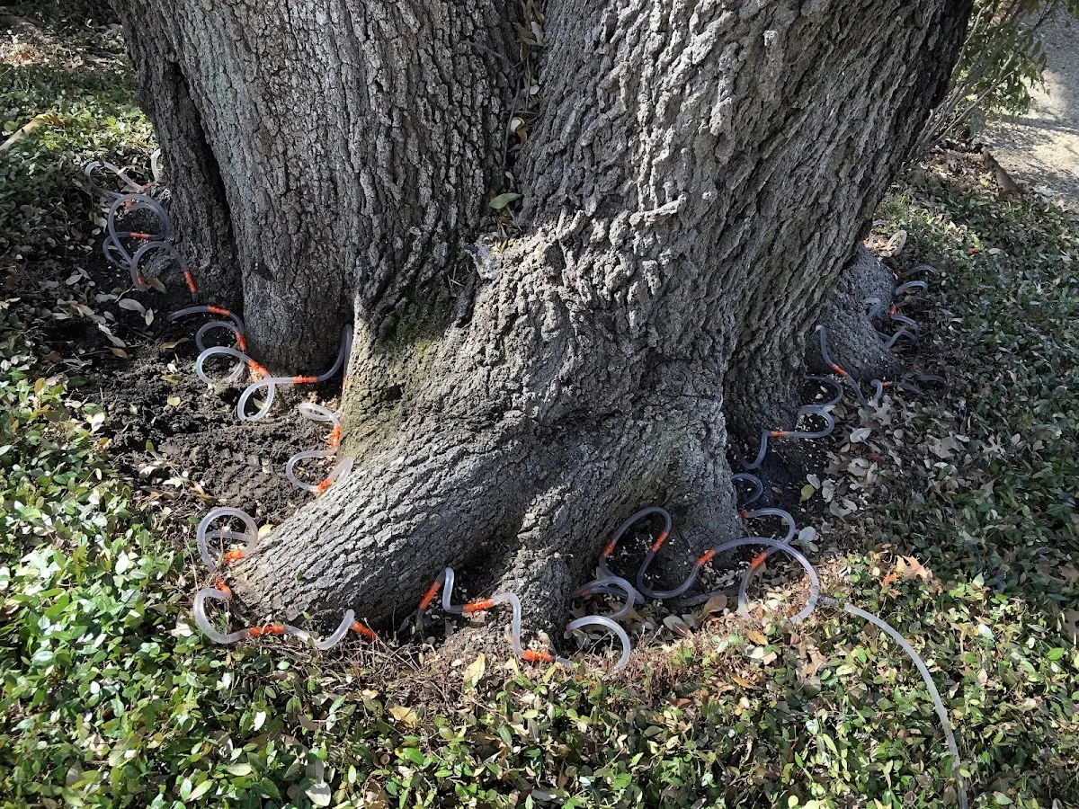 Detailed Tree Cabling and Bracing job site in Elkport