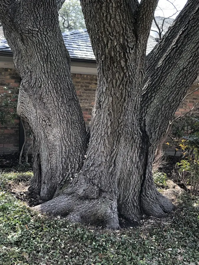 Mature heritage tree close to a Elkport property cared for by certified arborists